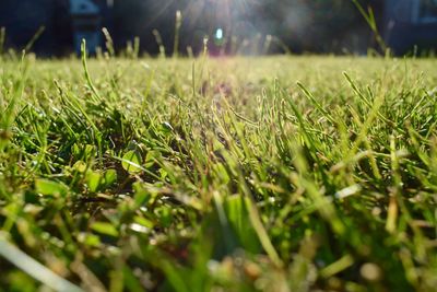 Grass in sunlight
