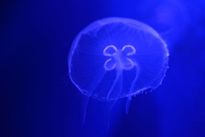 Close-up of jellyfish underwater