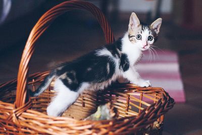 Cat in wicker basket at home