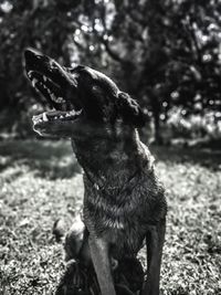 Close-up of a dog looking away