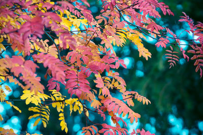 Close-up of flowering plant on tree