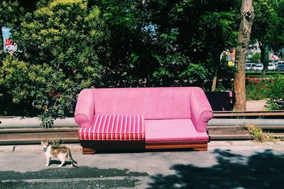 Cat standing by abandoned sofa on street