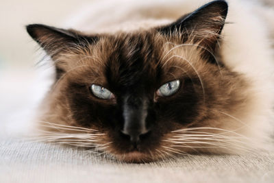 Close-up portrait of a cat