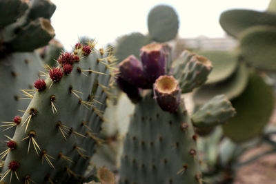 Close-up of succulent plant