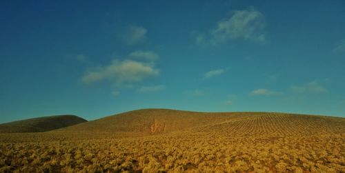 Scenic view of field against clear sky