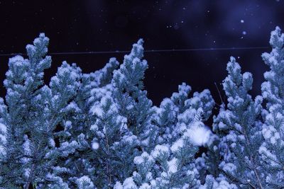 Close-up of snow on plants