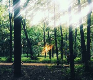 Trees in forest