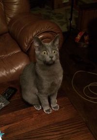 Portrait of cat sitting on floor