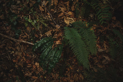High angle view of plants in forest