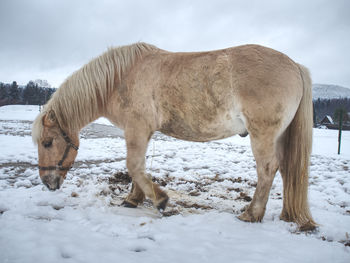 White muddy pony or horse standing looking at frosty winter field.