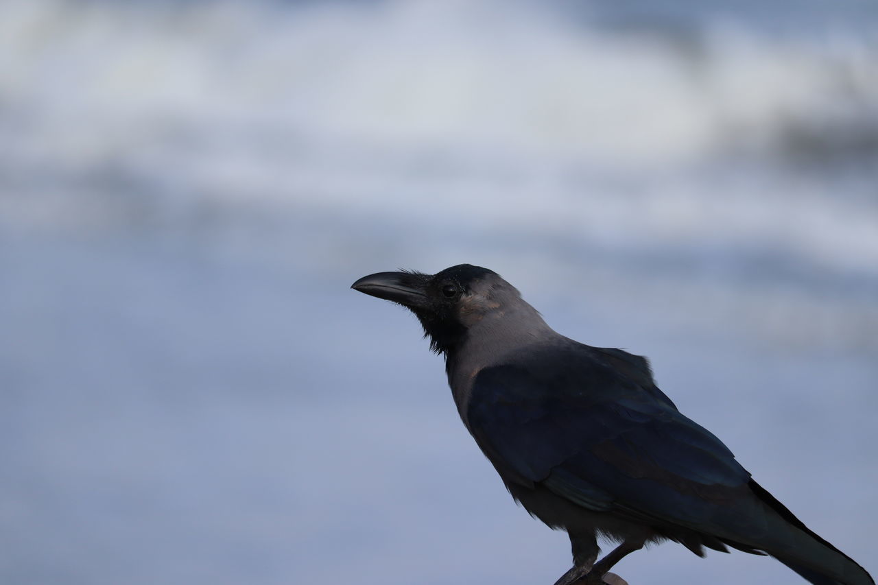CLOSE-UP OF BIRD PERCHING ON A ROCK AGAINST SKY