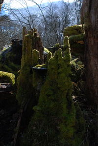 Trees in cemetery against sky