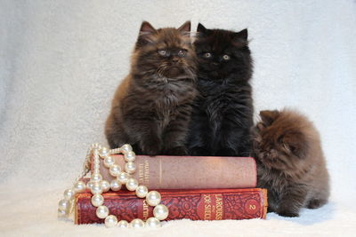 British longhair cats with pearl jewelry and books at home