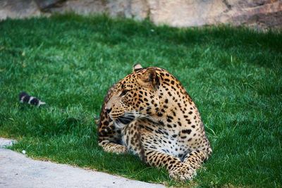 High angle view of a cat looking away