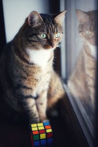 Close-up of cat looking away at window