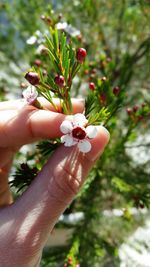 Close-up of woman hand holding flower tree