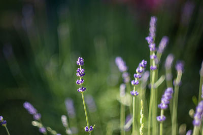 Close-up of purple flowering plant