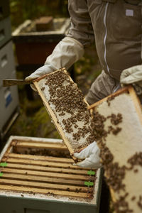 Bee-keepers during work