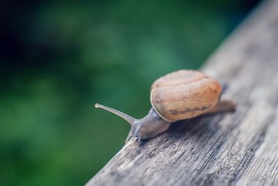 Close-up of snail on wood