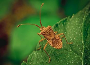 Close-up of insect on leaf