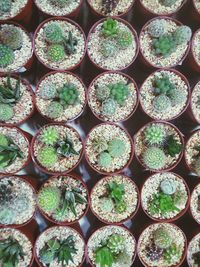 Full frame shot of variety of cactus plants