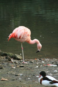 Birds in water