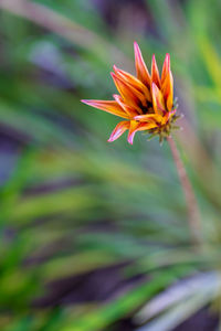 Close-up of orange flower