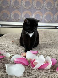 Portrait of cat relaxing on rug