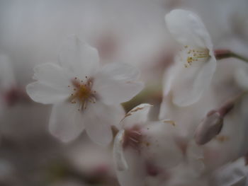 Close-up of white cherry blossom