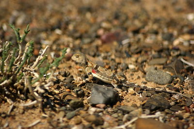 High angle view of insect on field