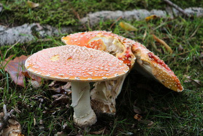 Close-up of mushroom on field