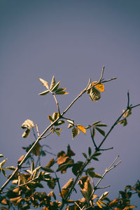 Low angle view of butterfly on plant against clear sky