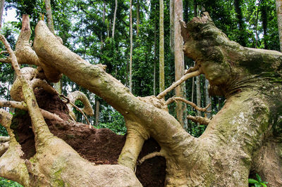 Low angle view of trees growing in forest