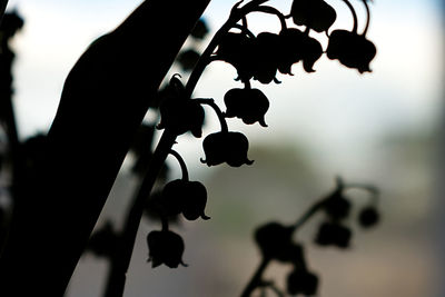 Close-up of silhouette tree against sky