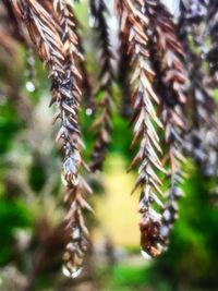 Close-up of fresh plant