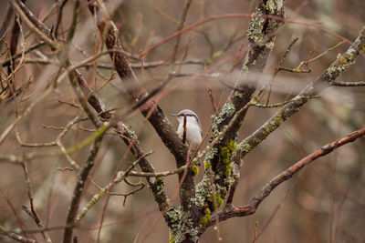 Bird perching on tree