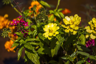 Close-up of yellow flowering plant