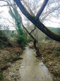 Stream amidst trees against sky