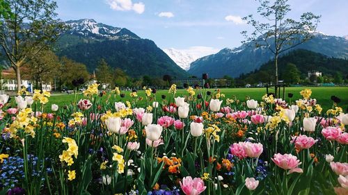 View of flowering plants growing on field