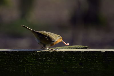 Close-up of bird perching outdoors