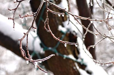 Close-up of twig during winter