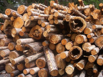 Stack of logs in forest