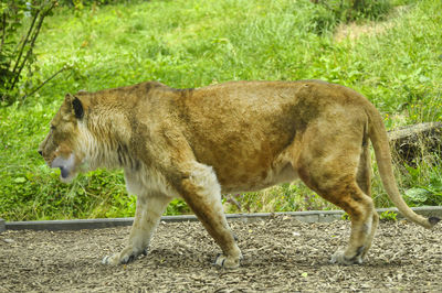 A female african lion walking on the ground at the zoo.