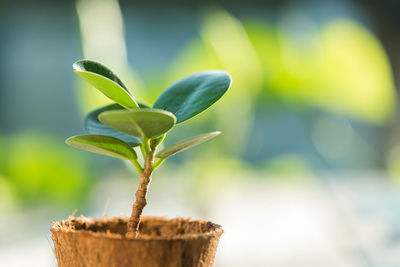 Close-up of small plant