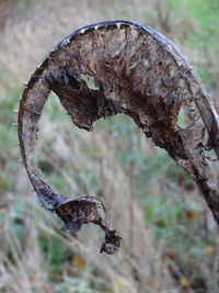 Close-up of tree trunk