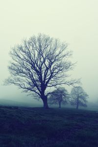 Bare tree on field against clear sky