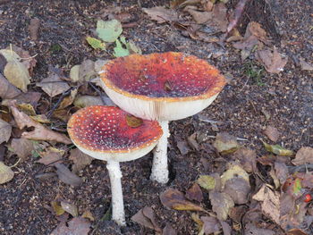 High angle view of mushroom growing on field