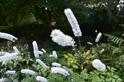 Close-up of white dandelion flowers