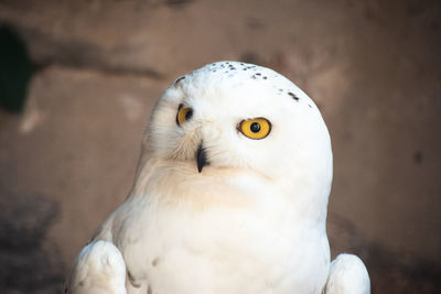 Close-up portrait of a bird