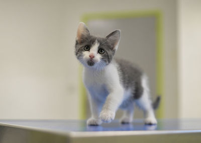 Portrait of a kitten at the vet